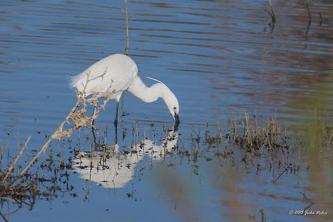 Little egret Little egret - Egretta garzetta Animalia,Ardeidae,Aves,Axios River Delta Complex,Bird,Chordata,Egretta garzetta,Europe,Geotagged,Greece,Little Egret,Little egret,Pelecaniformes,Ramsar wetland,Spring,Wildlife