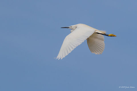Little egret Little egret - Egretta garzetta Animalia,Ardeidae,Aves,Bird,Central Macedonia,Chordata,Egretta garzetta,Europe,Gallikos river estuaries,Geotagged,Greece,Kalochori,Little Egret,Little egret,Pelecaniformes,Spring