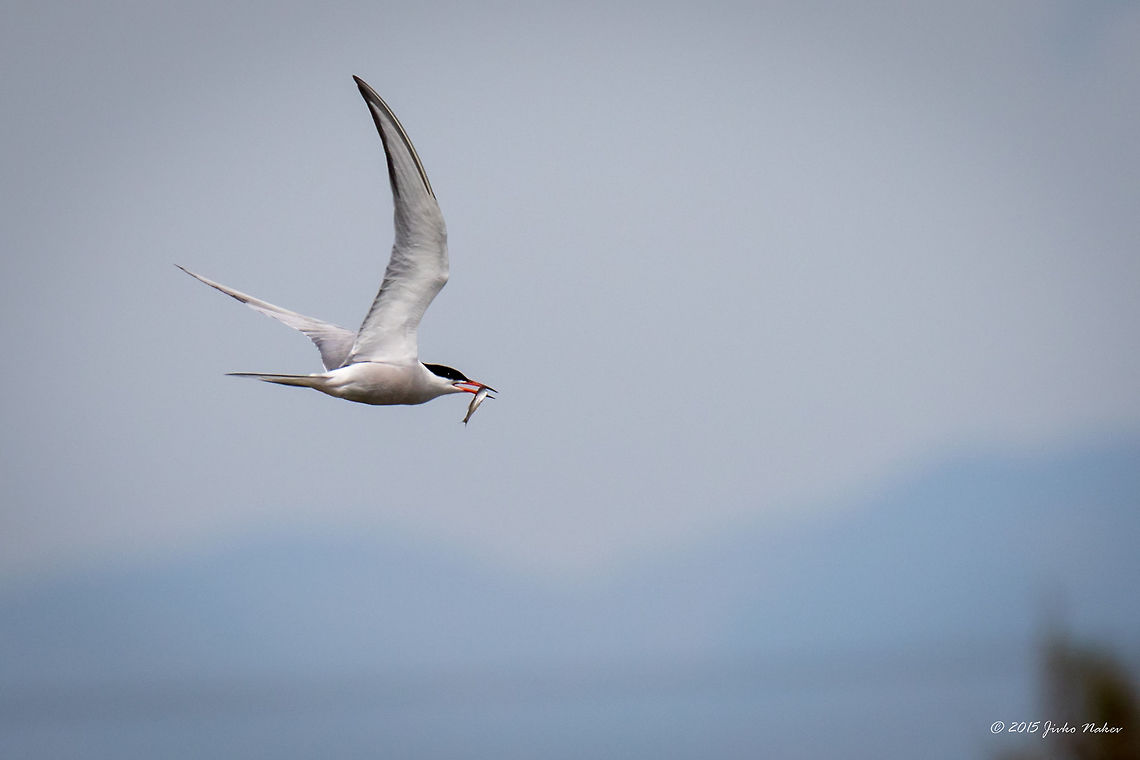 Common tern Common tern - Sterna hirundo Animalia,Aves,Bird,Central Macedonia,Charadriiformes,Chordata,Common Tern,Common tern,Europe,Gallikos river estuaries,Geotagged,Greece,Kalochori,Spring,Sterna hirundo,Sternidae,Thessaloniki,Wildlife