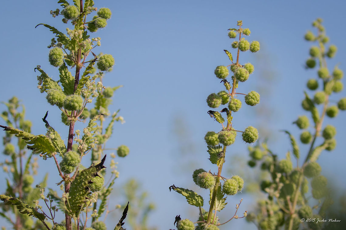 Roman nettle Roman nettle - Urtica pilulifera Central Macedonia,Eudicot,Europe,Flowering Plant,Gallikos river estuaries,Geotagged,Greece,Kalochori,Magnoliophyta,Plantae,Roman nettle,Rosales,Spring,Thessaloniki,Urtica pilulifera,Urticaceae,Wildlife