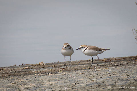 Pair of Kentish plover - Kalochori Lagoon Thessaloniki Kentish plover - Charadrius alexandrinus Animalia,Aves,Bird,Central Macedonia,Charadriidae,Charadriiformes,Charadrius alexandrinus,Chordata,Europe,Gallikos river estuaries,Geotagged,Greece,Kalochori,Kentish plover,Spring,Thessaloniki,Wildlife