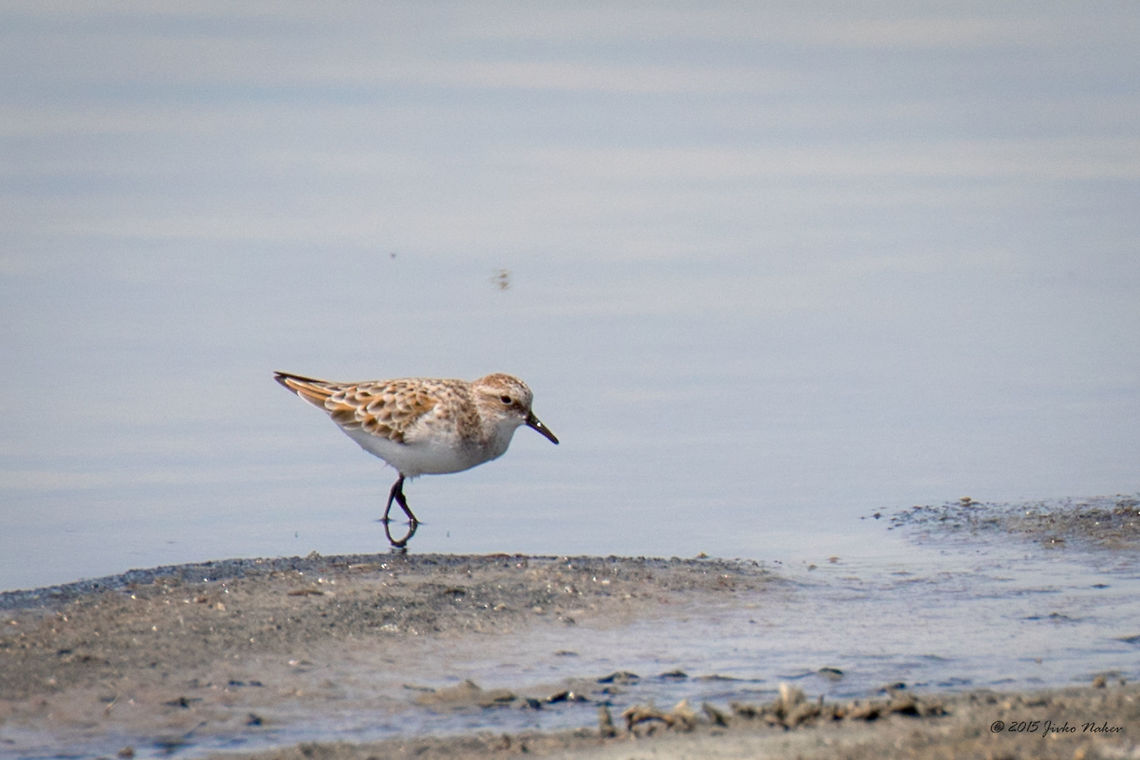 Little stint - Kalochori Lagoon, Greece Little stint - Calidris bairdii Animalia,Aves,Bird,Calidris minuta,Central Macedonia,Charadriiformes,Chordata,Europe,Gallikos river estuaries,Geotagged,Greece,Kalochori,Little stint,Scolopacidae,Shorebird,Spring,Thessaloniki,Wader