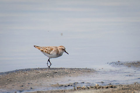 Little stint - Kalochori Lagoon, Greece Little stint - Calidris bairdii Animalia,Aves,Bird,Calidris minuta,Central Macedonia,Charadriiformes,Chordata,Europe,Gallikos river estuaries,Geotagged,Greece,Kalochori,Little stint,Scolopacidae,Shorebird,Spring,Thessaloniki,Wader