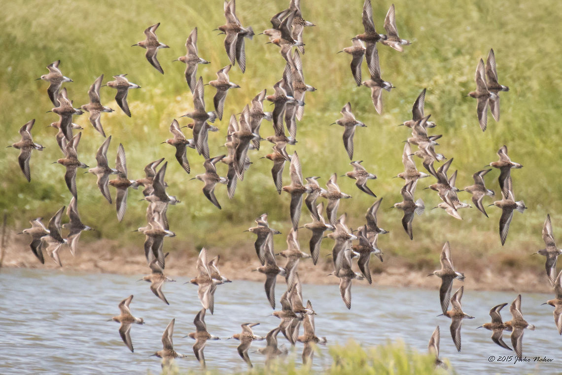 Flock of Curlew sandpipers - Kalochori Lagoon, Greece Curlew sandpiper - Calidris ferruginea<br />
The photo is not very good. Captured from a great distance, these small birds fly very quickly permanently changing direction. They can be seen on Balkan peninsula only during the migration period. Animalia,Aves,Bird,Calidris ferruginea,Central Macedonia,Charadriiformes,Chordata,Curlew sandpiper,Europe,Gallikos river estuaries,Geotagged,Greece,Kalochori,Scolopacidae,Shorebird,Spring,Thessaloniki,Wader,Wildlife