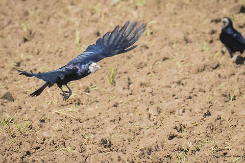 Rook - Axios River Delta, Greece  Rook - Corvus frugilegus Animalia,Aves,Axios River Delta Complex,Bird,Chordata,Corvidae,Corvus frugilegus,Europe,Geotagged,Greece,Passeriformes,Passerine,Ramsar wetland,Rook,Spring,Wildlife