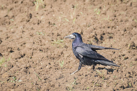 Rook - Axios River Delta, Greece  Rook - Corvus frugilegus Animalia,Aves,Axios River Delta Complex,Bird,Chordata,Corvidae,Corvus frugilegus,Europe,Geotagged,Greece,Passeriformes,Passerine,Ramsar wetland,Rook,Spring,Wildlife