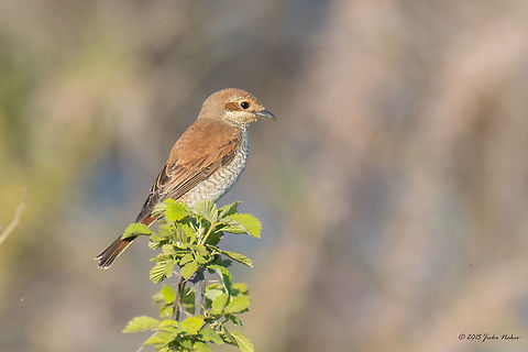 Red-backed shrike female - Axios River Delta, Greece Red-backed shrike - Lanius collurio
http://www.jungledragon.com/image/31594/red-backed_shrike_male.html Animalia,Aves,Axios River Delta Complex,Bird,Chordata,Europe,Geotagged,Greece,Laniidae,Lanius collurio,Passeriformes,Passerine,Ramsar wetland,Red-backed Shrike,Red-backed shrike,Spring,Wildlife
