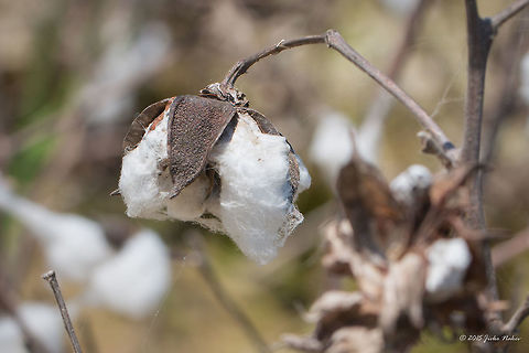 Mexican cotton near Vrachia village - Axios River Delta, Greece  Mexican cotton - Gossypium hirsutum Axios River Delta Complex,Eudicot,Europe,Flowering Plant,Geotagged,Gossypium hirsutum,Greece,Magnoliophyta,Malvaceae,Malvales,Mexican cotton,Plantae,Ramsar wetland,Spring,Upland cotton,Wildlife