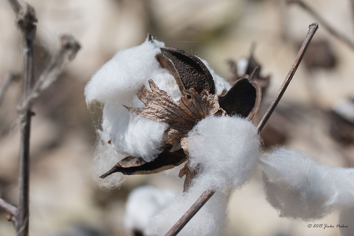 Mexican cotton near Vrachia village - Axios River Delta, Greece  Mexican cotton - Gossypium hirsutum Axios River Delta Complex,Eudicot,Europe,Flowering Plant,Geotagged,Gossypium hirsutum,Greece,Magnoliophyta,Malvaceae,Malvales,Mexican cotton,Plantae,Ramsar wetland,Spring,Upland cotton,Wildlife