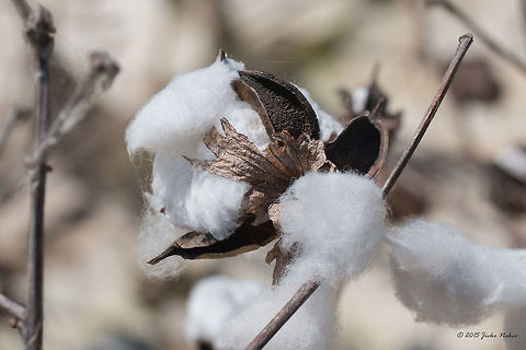 Mexican cotton near Vrachia village - Axios River Delta, Greece  Mexican cotton - Gossypium hirsutum Axios River Delta Complex,Eudicot,Europe,Flowering Plant,Geotagged,Gossypium hirsutum,Greece,Magnoliophyta,Malvaceae,Malvales,Mexican cotton,Plantae,Ramsar wetland,Spring,Upland cotton,Wildlife