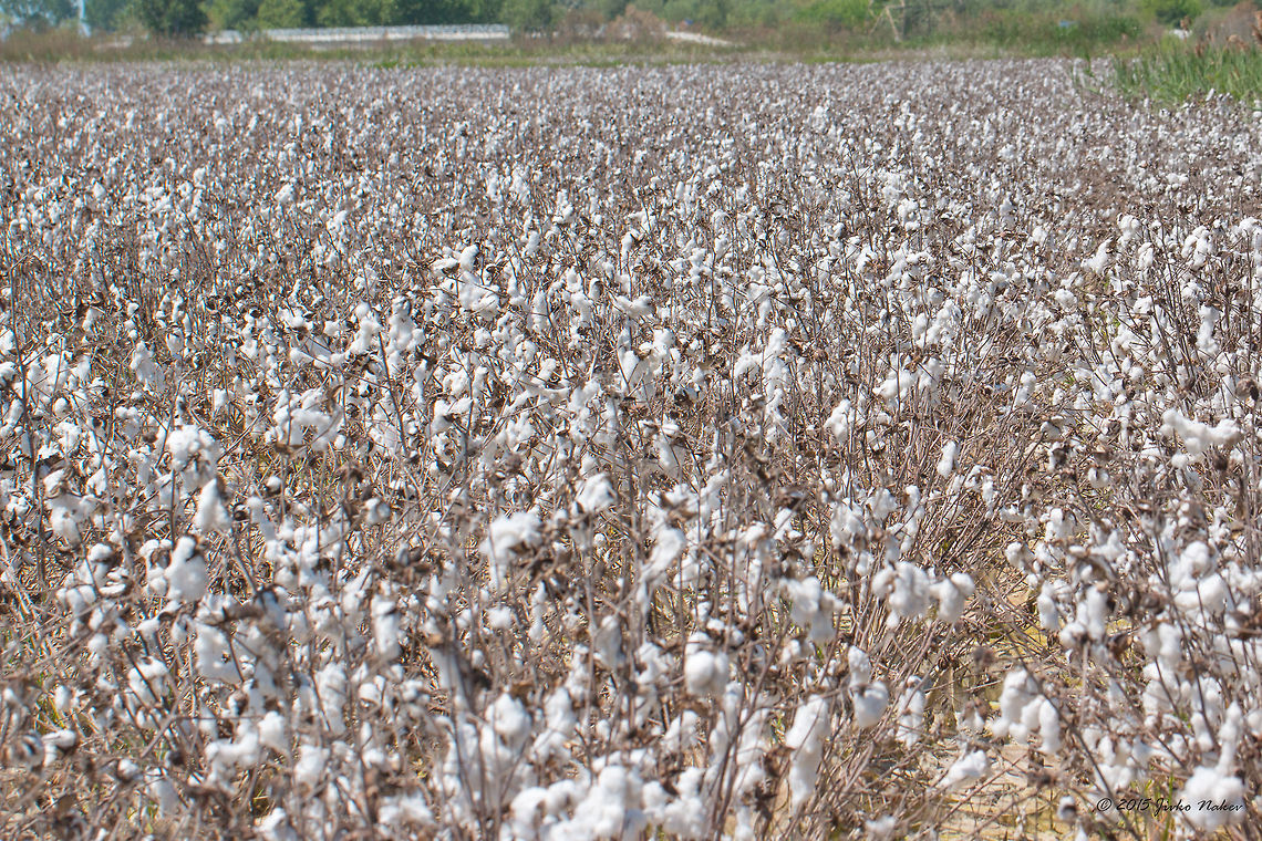 Mexican cotton field near Vrachia village - Axios River Delta, Greece Mexican cotton - Gossypium hirsutum Axios River Delta Complex,Eudicot,Europe,Flowering Plant,Geotagged,Gossypium hirsutum,Greece,Magnoliophyta,Malvaceae,Malvales,Mexican cotton,Plantae,Ramsar wetland,Spring,Upland cotton,Wildlife