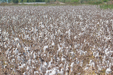 Mexican cotton field near Vrachia village - Axios River Delta, Greece Mexican cotton - Gossypium hirsutum Axios River Delta Complex,Eudicot,Europe,Flowering Plant,Geotagged,Gossypium hirsutum,Greece,Magnoliophyta,Malvaceae,Malvales,Mexican cotton,Plantae,Ramsar wetland,Spring,Upland cotton,Wildlife