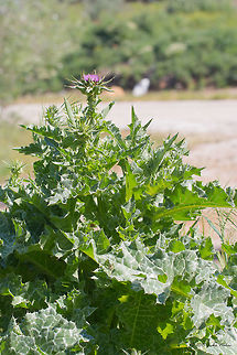 Mediterranean milk thistle Mediterranean milk thistle - Silybum marianum Asteraceae,Asterales,Axios River Delta Complex,Eudicot,Europe,Flowering Plant,Geotagged,Greece,Magnoliophyta,Marian thistle,Milk thistle,Plantae,Ramsar wetland,Saint Mary's thistle,Silybum marianum,Spring,Wildlife