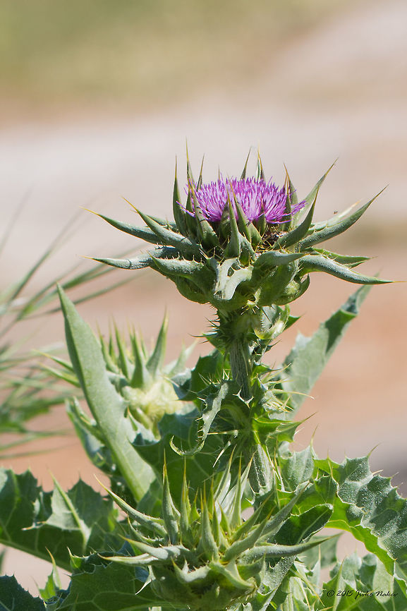 Mediterranean milk thistle Mediterranean milk thistle - Silybum marianum Asteraceae,Asterales,Axios River Delta Complex,Eudicot,Europe,Flowering Plant,Geotagged,Greece,Magnoliophyta,Marian thistle,Milk thistle,Plantae,Ramsar wetland,Saint Mary's thistle,Silybum marianum,Spring,Wildlife