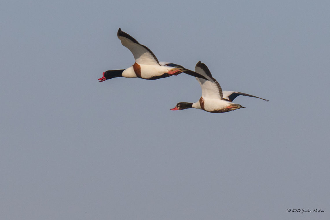 Pair of Common Shelduck over Axios River Common shelduck - Tadorna tadorna Axios River Delta Complex,Common Shelduck,Europe,Geotagged,Greece,Ramsar wetland,Spring,Tadorna tadorna