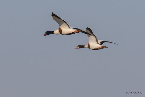 Pair of Common Shelduck over Axios River Common shelduck - Tadorna tadorna Axios River Delta Complex,Common Shelduck,Europe,Geotagged,Greece,Ramsar wetland,Spring,Tadorna tadorna