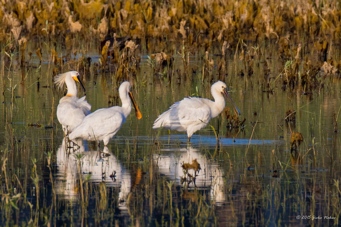 Eurasian spoonbill Axios River, Greece Eurasian spoonbill - Platalea leucorodia Animalia,Aves,Axios River Delta Complex,Bird,Chordata,Eurasian Spoonbill,Eurasian spoonbill,Europe,Geotagged,Greece,Pelecaniformes,Platalea leucorodia,Ramsar wetland,Spring,Threskiornithidae,Wildlife