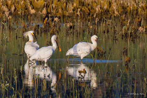 Eurasian spoonbill Axios River, Greece Eurasian spoonbill - Platalea leucorodia Animalia,Aves,Axios River Delta Complex,Bird,Chordata,Eurasian Spoonbill,Eurasian spoonbill,Europe,Geotagged,Greece,Pelecaniformes,Platalea leucorodia,Ramsar wetland,Spring,Threskiornithidae,Wildlife