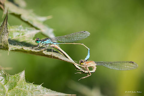 Pair of Blue-tailed Damselflies mating - Axios River Delta, Greece Blue-tailed damselfly - Ischnura elegans Animalia,Arthropoda,Axios River Delta Complex,Blue-tailed Damselfly,Blue-tailed damselfly,Coenagrionidae,Damselfly,Europe,Geotagged,Greece,Insecta,Ischnura elegans,Odonata,Ramsar wetland,Spring,Wildlife