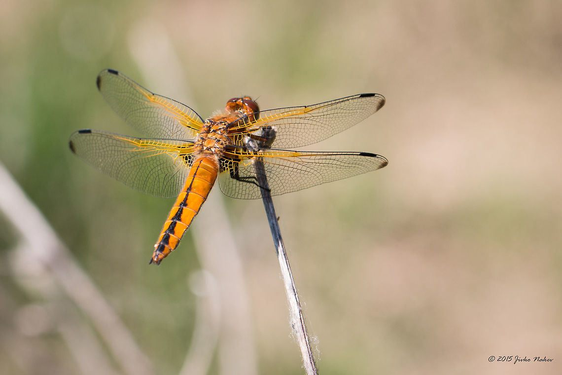 Scarce chaser Scarce chaser female - Libellula fulva Animalia,Arthropoda,Axios River Delta Complex,Dragonfly,Europe,Geotagged,Greece,Insecta,Libellula fulva,Libellulidae,Odonata,Ramsar wetland,Scarce Chaser,Skimmer,Spring,Wildlife