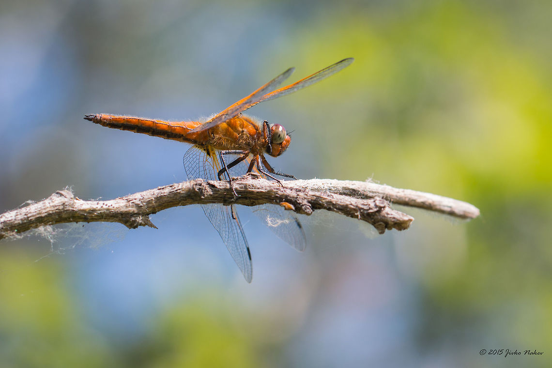 Scarce chaser Scarce chaser female - Libellula fulva<br />
Here is the male<br />
<figure class="photo"><a href="https://www.jungledragon.com/image/30195/scarce_chaser.html" title="Scarce chaser"><img src="https://s3.amazonaws.com/media.jungledragon.com/images/1332/30195_thumb.jpg?AWSAccessKeyId=05GMT0V3GWVNE7GGM1R2&Expires=1767225610&Signature=Mdehmu9N3uVzWlnGEZfSK9i2oVY%3D" width="200" height="134" alt="Scarce chaser Scarce chaser male - Libellula fulva Animalia,Arthropoda,Axios River Delta Complex,Dragonfly,Europe,Geotagged,Greece,Insecta,Libellula fulva,Libellulidae,Odonata,Ramsar wetland,Scarce Chaser,Skimmer,Spring,Wildlife" /></a></figure> Animalia,Arthropoda,Axios River Delta Complex,Dragonfly,Europe,Geotagged,Greece,Insecta,Libellula fulva,Libellulidae,Odonata,Ramsar wetland,Scarce Chaser,Skimmer,Spring,Wildlife