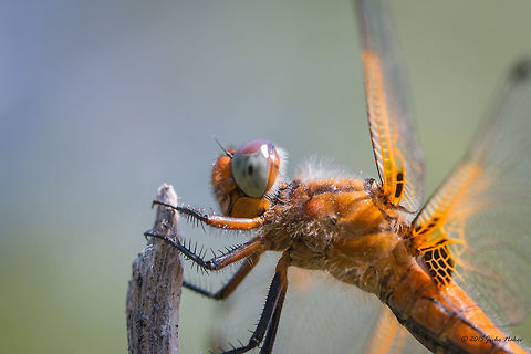 Scarce chaser Scarce chaser female - Libellula fulva Animalia,Arthropoda,Axios River Delta Complex,Dragonfly,Europe,Geotagged,Greece,Insecta,Libellula fulva,Libellulidae,Odonata,Ramsar wetland,Scarce Chaser,Skimmer,Spring,Wildlife