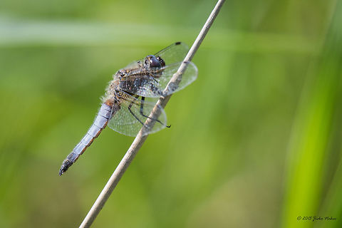 Scarce chaser Scarce chaser male - Libellula fulva Animalia,Arthropoda,Axios River Delta Complex,Dragonfly,Europe,Geotagged,Greece,Insecta,Libellula fulva,Libellulidae,Odonata,Ramsar wetland,Scarce Chaser,Skimmer,Spring,Wildlife