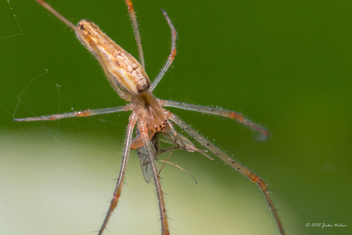 Long jawed orb weaver Stretch spider - Tetragnatha montana Animalia,Arachnida,Araneae,Arthropoda,Axios River Delta Complex,Europe,Geotagged,Greece,Long-jawed Orb Weaver Spider,Ramsar wetland,Spring,Stretch spider,Tetragnatha montana,Tetragnathidae,Wildlife