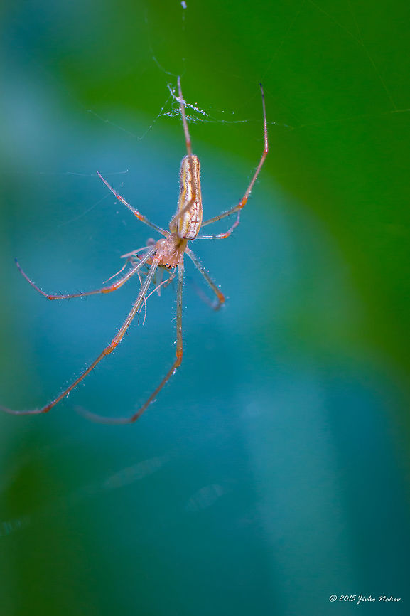 Long jawed orb weaver Stretch spider - Tetragnatha montana Animalia,Arachnida,Araneae,Arthropoda,Axios River Delta Complex,Europe,Geotagged,Greece,Long-jawed Orb Weaver Spider,Ramsar wetland,Spring,Stretch spider,Tetragnatha montana,Tetragnathidae,Wildlife