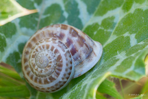 Chocolate-band snail Eobania vermiculata Land Snail Air-breathing snails,Animalia,Axios River Delta Complex,Chocolate-band snail,Eobania vermiculata,Europe,Gastropoda,Geotagged,Greece,Helicoidea,Helix vermiculata,Mollusca,Ramsar wetland,Spring,Stylommatophora,Wildlife