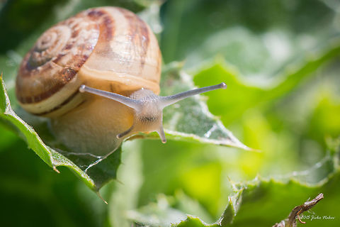 Chocolate-band snail Eobania vermiculata Land Snail Air-breathing snails,Animalia,Axios River Delta Complex,Chocolate-band snail,Eobania vermiculata,Europe,Gastropoda,Geotagged,Greece,Helicoidea,Helix vermiculata,Mollusca,Ramsar wetland,Spring,Stylommatophora,Wildlife