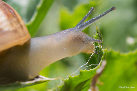 Chocolate-band snail Eobania vermiculata Land Snail Air-breathing snails,Animalia,Axios River Delta Complex,Chocolate-band snail,Eobania vermiculata,Europe,Gastropoda,Geotagged,Greece,Helicoidea,Helix vermiculata,Mollusca,Ramsar wetland,Spring,Stylommatophora,Wildlife