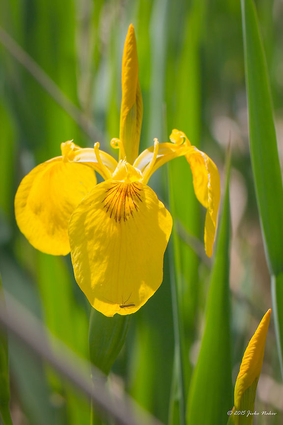 Yellow Iris Yellow flag - Iris pseudacorus Asparagales,Axios River Delta Complex,Europe,Flowering Plant,Geotagged,Greece,Iridaceae,Iris pseudacorus,Magnoliophyta,Monocot,Plantae,Ramsar wetland,Spring,Wildlife,Yellow iris