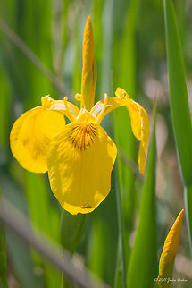 Yellow Iris Yellow flag - Iris pseudacorus Asparagales,Axios River Delta Complex,Europe,Flowering Plant,Geotagged,Greece,Iridaceae,Iris pseudacorus,Magnoliophyta,Monocot,Plantae,Ramsar wetland,Spring,Wildlife,Yellow iris