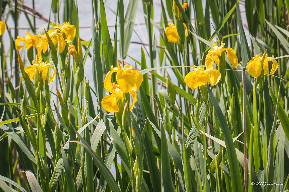 Yellow Iris Yellow flag - Iris pseudacorus Asparagales,Axios River Delta Complex,Europe,Flowering Plant,Geotagged,Greece,Iridaceae,Iris pseudacorus,Magnoliophyta,Monocot,Plantae,Ramsar wetland,Spring,Wildlife,Yellow iris
