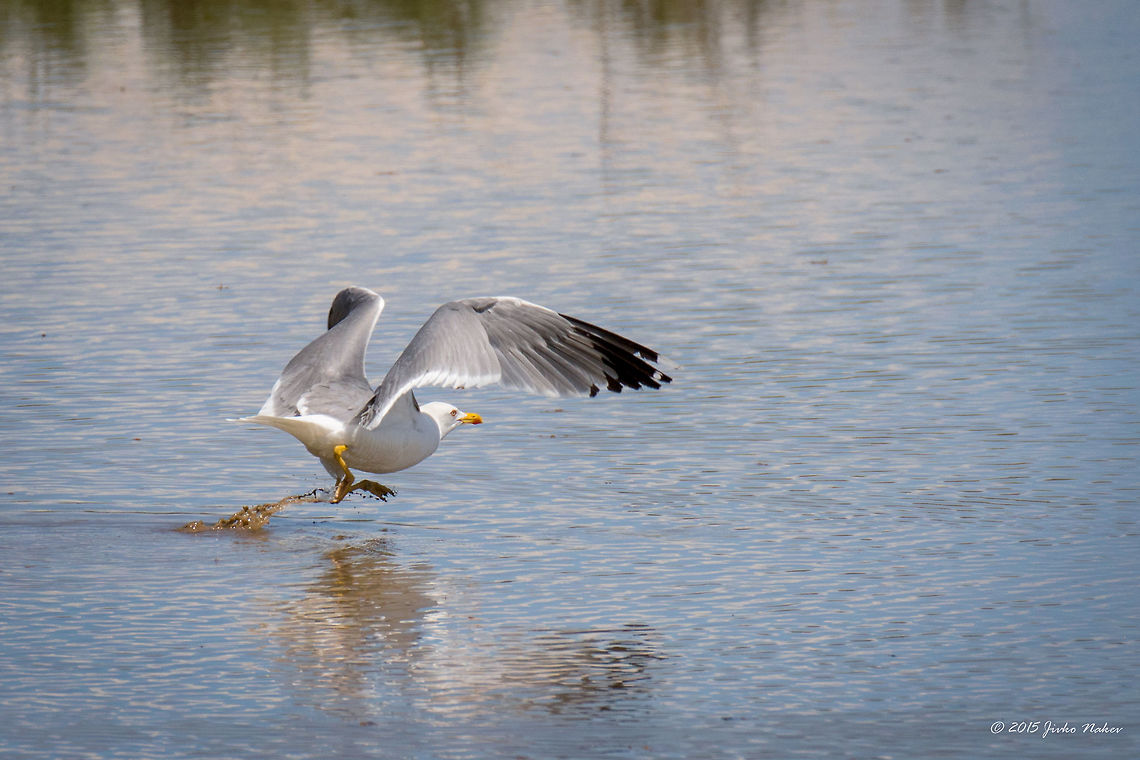 Take off - Yellow legged gull Yellow-legged gull - Larus michahellis Animalia,Aves,Bird,Central Macedonia,Charadriiformes,Chordata,Europe,Gallikos river estuary,Geotagged,Greece,Kalochori,Laridae,Larus michahellis,Spring,Thessaloniki,Wildlife,Yellow-legged gull
