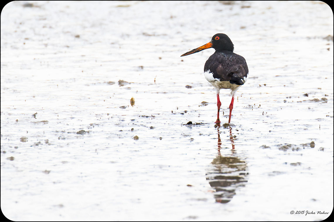 Eurasian oystercatcher - Kalochori Lagoon, Greece Eurasian oystercatcher - Haematopus ostralegus Animalia,Aves,Bird,Central Macedonia,Charadriiformes,Chordata,Eurasian oystercatcher,Europe,Gallikos river estuary,Geotagged,Greece,Haematopodidae,Haematopus ostralegus,Kalochori,Spring,Thessaloniki,Wildlife