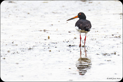 Eurasian oystercatcher - Kalochori Lagoon, Greece Eurasian oystercatcher - Haematopus ostralegus Animalia,Aves,Bird,Central Macedonia,Charadriiformes,Chordata,Eurasian oystercatcher,Europe,Gallikos river estuary,Geotagged,Greece,Haematopodidae,Haematopus ostralegus,Kalochori,Spring,Thessaloniki,Wildlife
