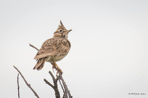 Crested lark at Kalochori Lagoon near Thessaloniki Greece Crested lark - Galerida cristata Alaudidae,Animalia,Aves,Bird,Central Macedonia,Chordata,Crested Lark,Crested lark,Europe,Galerida cristata,Gallikos river estuary,Geotagged,Greece,Kalochori,Passeriformes,Passerine,Spring,Thessaloniki,Wildlife