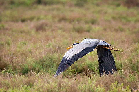 Grey Heron over Gallikos River Wetland Greece Grey Heron - Ardea cinerea Animalia,Ardea cinerea,Ardeidae,Aves,Bird,Central Macedonia,Chordata,Europe,Gallikos river estuary,Greece,Grey heron,Kalochori,Pelecaniformes,Thessaloniki,Wildlife