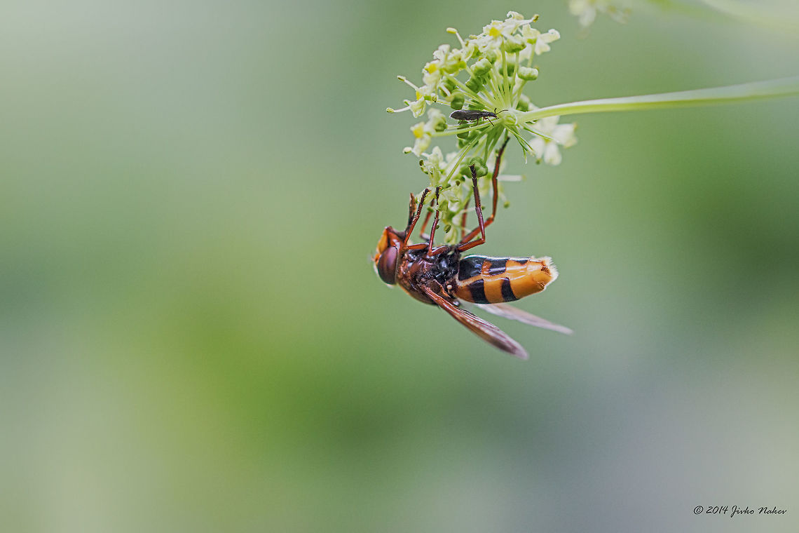 Hornet mimic hoverfly Hornet mimic hoverfly - Volucella zonaria<br />
I shot this fly last year, but was unable to ID. A fellow dipterist from Twitter helped me. Animalia,Arthropoda,Bistrishko Branishte Nature Reserve,Bulgaria,Diptera,Europe,Geotagged,Hornet mimic hoverfly,Insecta,Summer,Syrphid fly,Syrphidae,Vitosha Mountain Nature Park,Volucella zonaria,Wildlife