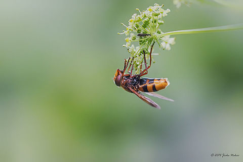 Hornet mimic hoverfly Hornet mimic hoverfly - Volucella zonaria
I shot this fly last year, but was unable to ID. A fellow dipterist from Twitter helped me. Animalia,Arthropoda,Bistrishko Branishte Nature Reserve,Bulgaria,Diptera,Europe,Geotagged,Hornet mimic hoverfly,Insecta,Summer,Syrphid fly,Syrphidae,Vitosha Mountain Nature Park,Volucella zonaria,Wildlife