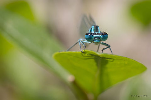 Common bluet portrait Common blue damselfly - Enallagma cyathigerum Animalia,Arthropoda,Boris' Garden,Bulgaria,Coenagrionidae,Common blue damselfly,Damselfly,Enallagma cyathigerum,Europe,Geotagged,Insecta,Northern bluet,Odonata,Park Borisova gradina,Sofia,Spring,Wildlife