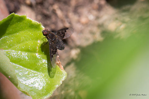 Common Bee-fly Common "Bee-fly" - Hemipenthes morio Animalia,Arthropoda,Bombyliidae,Boris' Garden,Bulgaria,Common Bee-fly,Diptera,Europe,Geotagged,Hemipenthes morio,Insecta,Park Borisova gradina,Sofia,Spring,Wildlife