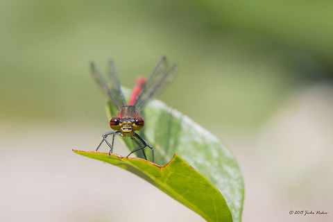 Large red damselfly Large red damselfly - Pyrrhosoma nymphula Animalia,Arthropoda,Boris' Garden,Bulgaria,Coenagrionidae,Damselfly,Europe,Geotagged,Insecta,Large Red Damselfly,Large red damselfly,Odonata,Park Borisova gradina,Pyrrhosoma nymphula,Sofia,Spring,Wildlife