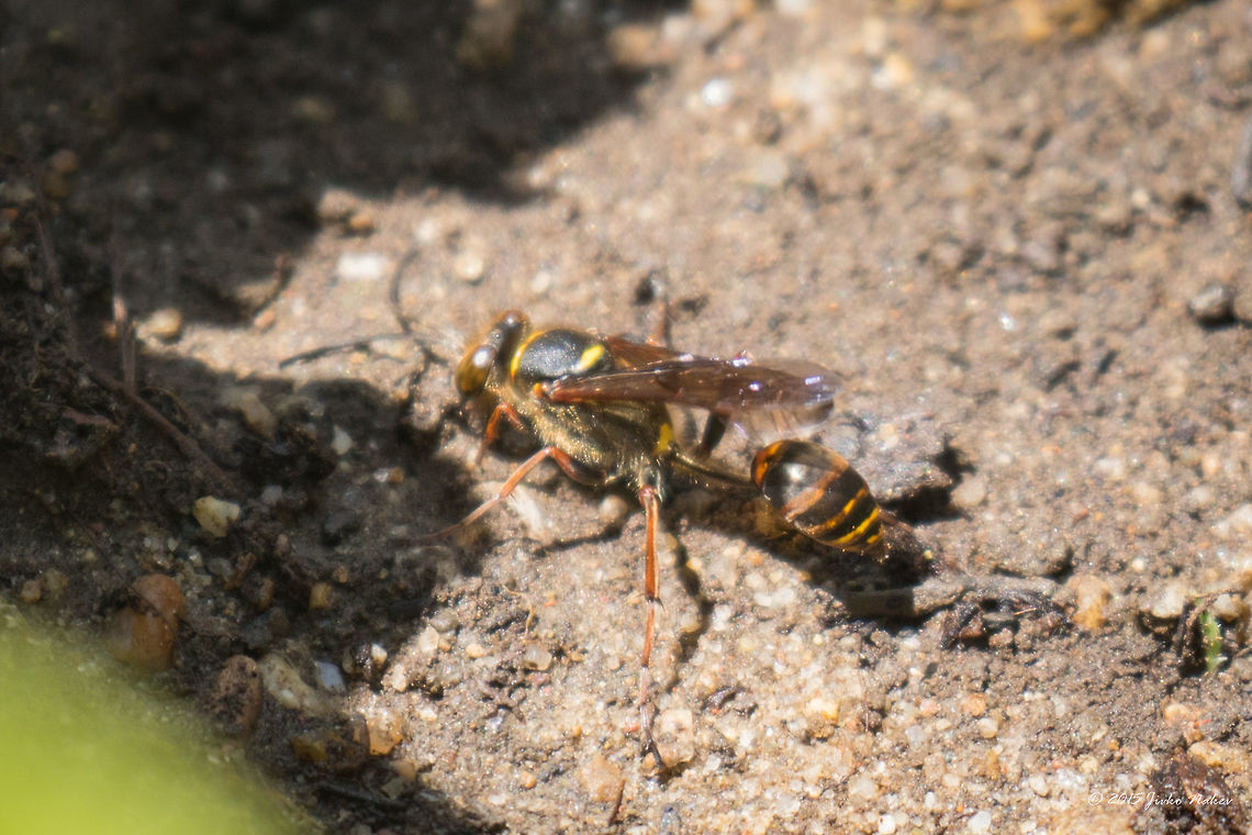 Mud-dauber spider-hunting sphecid wasp Mud dauber wasp - Sceliphron curvatum<br />
Unfortunately this is the only photo a managed to take of this interesting wasp. It is invasive to Europe. First records of S. curvatum in Bulgaria are from 1997, from central and south-west Bulgaria. I captured this one in Central Sofia.  Animalia,Arthropoda,Boris' Garden,Bulgaria,Europe,Geotagged,Hymenoptera,Insecta,Invasive species,Mud dauber wasp,Park Borisova gradina,Sceliphron curvatum,Sofia,Sphecidae,Spider-hunting sphecid,Spring,Thread-waisted wasp,Wildlife