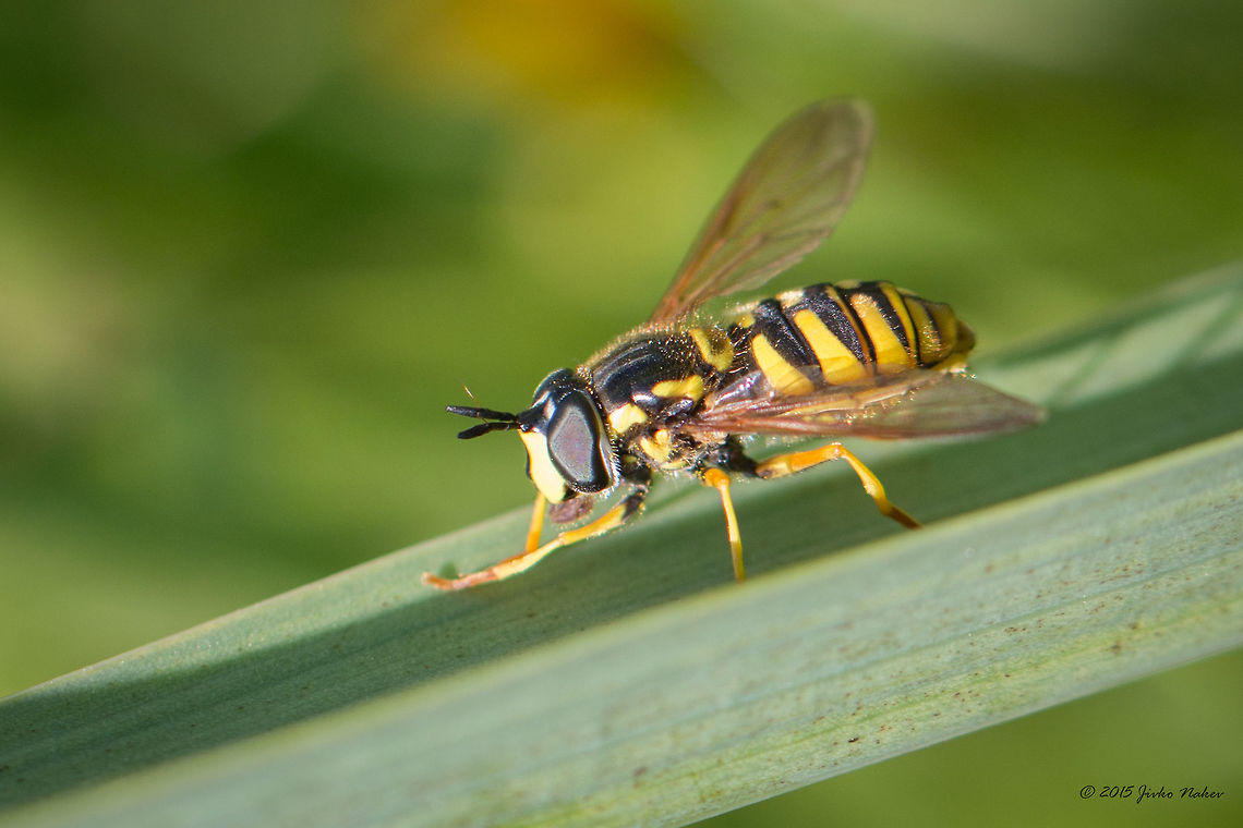 Wasp mimic hoverfly Wasp mimic hoverfly - Chrysotoxum cautum Animalia,Arthropoda,Bulgaria,Chrysotoxum cautum,Dendrarium Botanical Garden,Diptera,Europe,Geotagged,Hoverfly,Insecta,Summer,Syrphid fly,Syrphidae,Vitosha Mountain Nature Park,Wasp mimic hoverfly,Wildlife