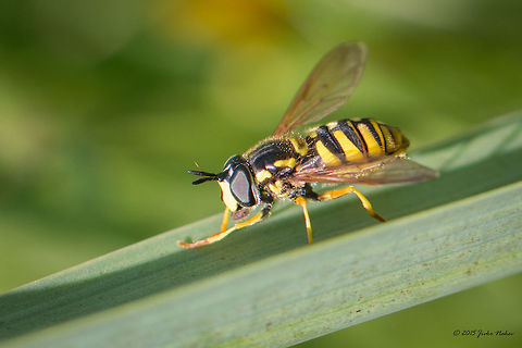 Wasp mimic hoverfly Wasp mimic hoverfly - Chrysotoxum cautum Animalia,Arthropoda,Bulgaria,Chrysotoxum cautum,Dendrarium Botanical Garden,Diptera,Europe,Geotagged,Hoverfly,Insecta,Summer,Syrphid fly,Syrphidae,Vitosha Mountain Nature Park,Wasp mimic hoverfly,Wildlife