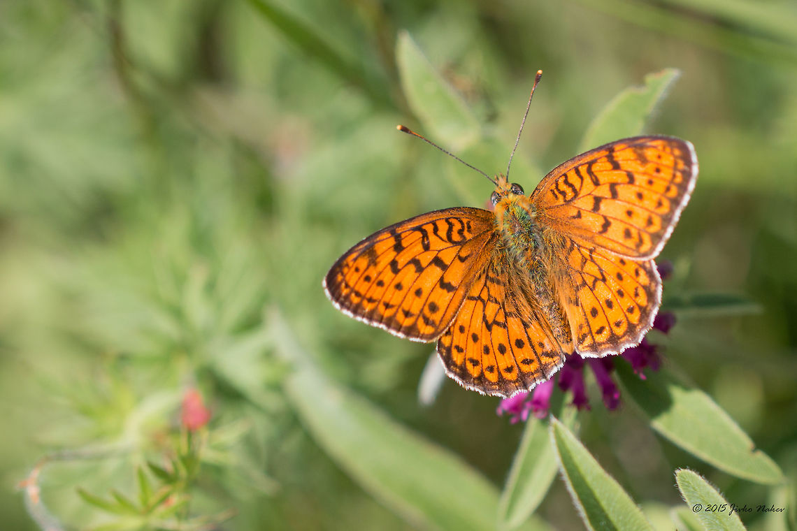 Twin-spot fritillary butterfly Twin-spot fritillary - Brenthis hecate Animalia,Arthropoda,Brenthis hecate,Brush-footed butterfly,Bulgaria,Dendrarium Botanical Garden,Europe,Geotagged,Insecta,Lepidoptera,Nymphalidae,Summer,Twin-spot fritillary,Vitosha Mountain Nature Park,Wildlife