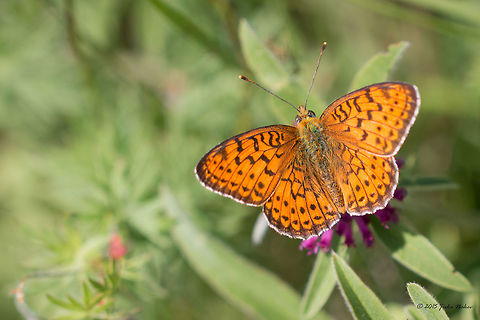 Twin-spot fritillary butterfly Twin-spot fritillary - Brenthis hecate Animalia,Arthropoda,Brenthis hecate,Brush-footed butterfly,Bulgaria,Dendrarium Botanical Garden,Europe,Geotagged,Insecta,Lepidoptera,Nymphalidae,Summer,Twin-spot fritillary,Vitosha Mountain Nature Park,Wildlife